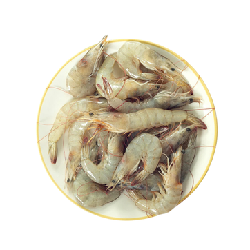 Shrimp (Medium)